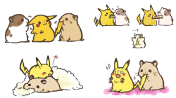 gottacatchemall:  [Pikachu & Hamsters]