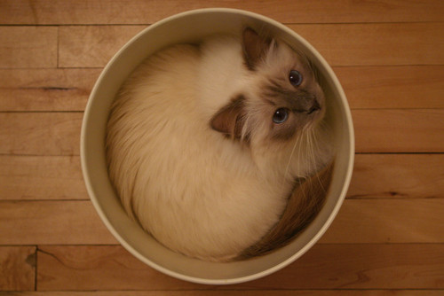 Meow. Meow. Meow.