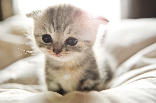 Cutest Cats — love cute cats?...