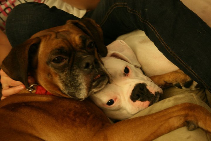 whiteboxerlove:  Lucy (fawn) loves Layla (white) 