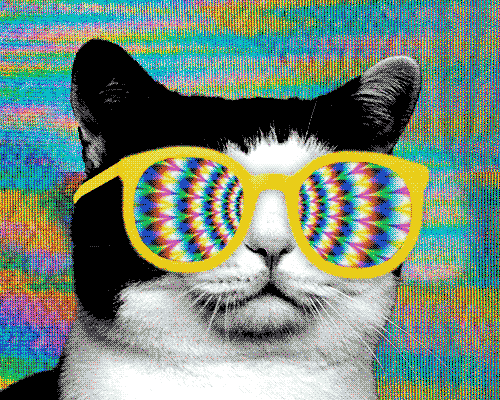 gato na farinha