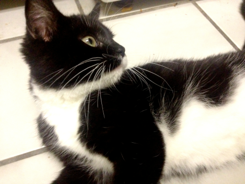 thefoodgoddess:  Lil C The Based Cat 