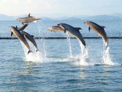 devotingfulltimetofloating:  dolphins by