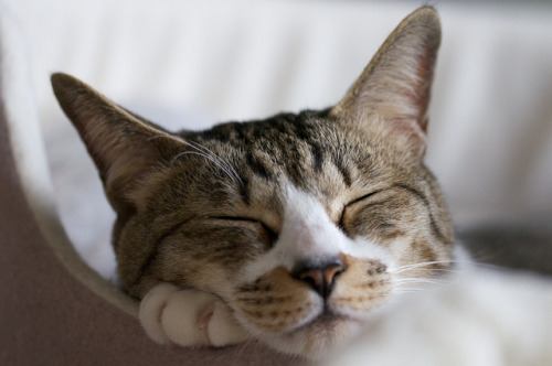 Charlie sleeping by Tante Kaehte on Flickr.