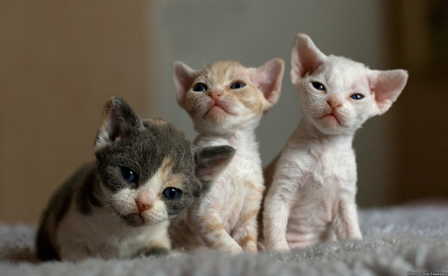 Another Litter of Three by peter_hasselbom on Flickr.