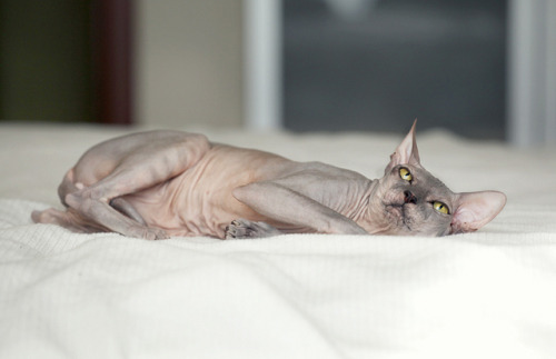 Sphynx Cat Bruce relaxed in the bedroom :) by LikClick Photography on Flickr.