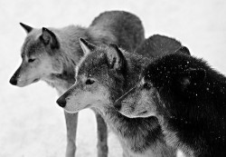 Beautiful Wolves