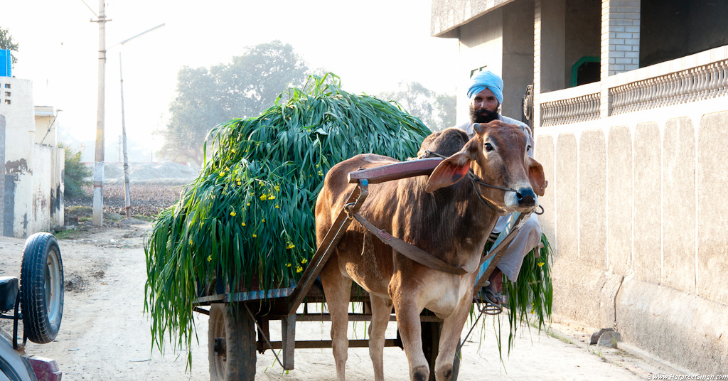 punjabibynature:  I miss the homeland sooooooooo much