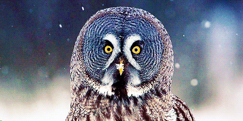 daily owls