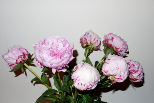 terrysdiary:  Peonies from Dean & Deluca. 