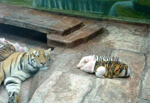  A tiger mother lost her cubs from premature labour. Shortly after she became depressed and her health declined, and she was diagnosed with depression. So they wrapped up piglets in tiger cloth, and gave them to the tiger. The tiger now loves these pigs