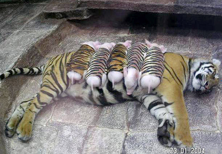baracknobama:   A tiger mother lost her cubs from premature labour. Shortly after