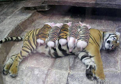 vonborowsky:yellowmodelchiiick:A tiger mother lost her cubs from premature labour. Shortly after she