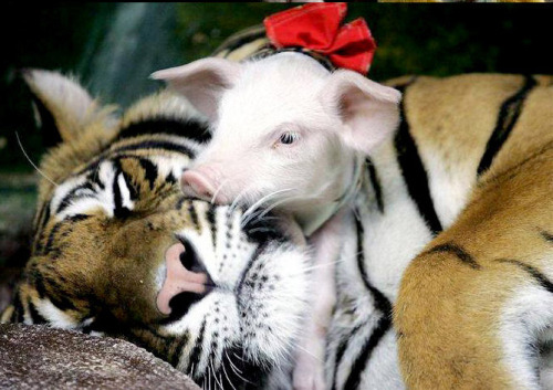  A tiger mother lost her cubs from premature labour. Shortly after she became depressed and her health declined, and she was diagnosed with depression. So they wrapped up piglets in tiger cloth, and gave them to the tiger. The tiger now loves these pigs
