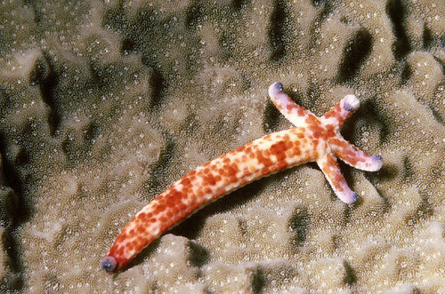 Reverse regeneration! I’m pretty sure this is a whole sea star growing from an arm and a bit of central disc.