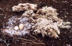 fsakjflksjflkjs-deactivated2011:  goose nest with part of a dead fox as nesting material 