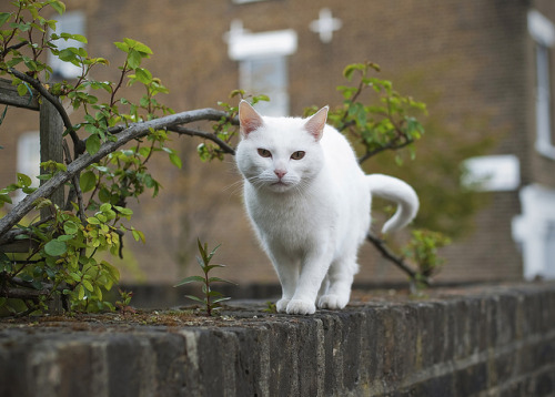 Cats of London by AyeAyeMedia on Flickr.