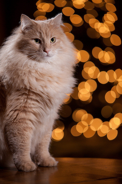 Bokeh Charley065 by ebaillies on Flickr.