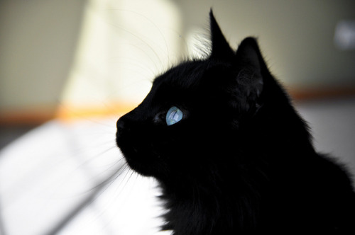 Flip :) by LoveMeow on Flickr.