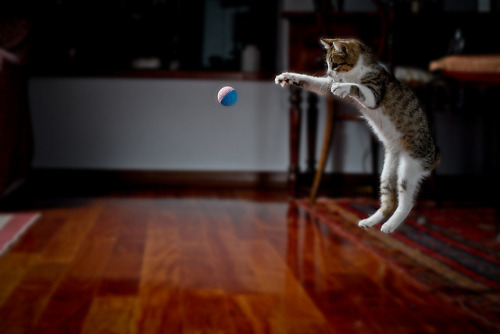 gymnastics by Jacopo Sant on Flickr.