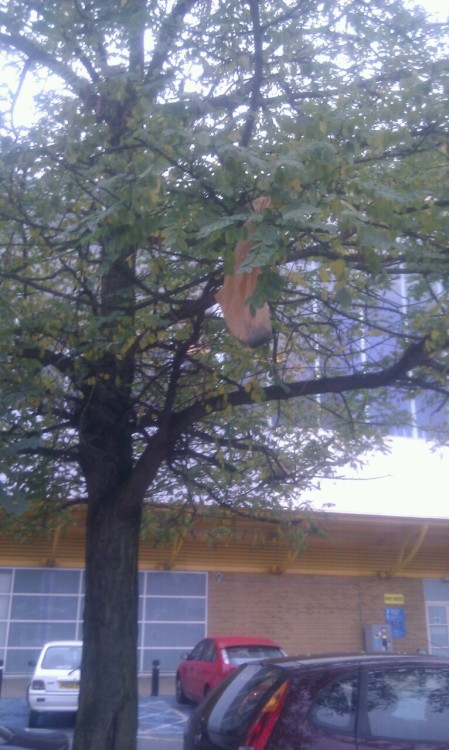 Welcome to Romford, here&rsquo;s a bag of shit in a tree&hellip;.