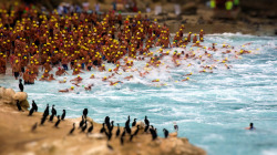jedsundwall:  I think I’ll do this in 2012. Curious cormorants watch the start of the Gatorman part of the La Jolla Roughwater Swim. Athletes swim 3 miles from La Jolla Cove to Scripps Pier and back. (via National Geographic Photo Contest 2011 - The