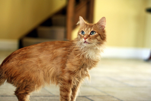 handsome [feminime] boy *explored by Supermunchie on Flickr.