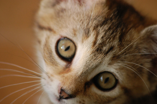 Cute kitten by LostViper on Flickr.