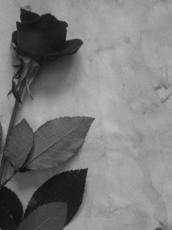 quelloras:  Another rose on her doorstep, this time at the Estate. At first she thought it was Arunthil’s doing. The first rose had been hexed to drip blood. This second one, though, was just a plain black rose. But he did not wish her dead. Gallaria
