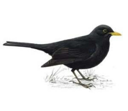 Scenesfromforevermore:  Blackbird Fly Blackbird Fly Into The Light Of A Dark Black