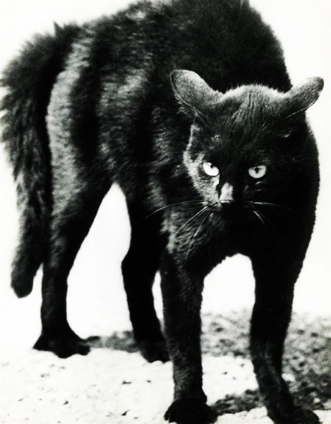 vintagegal:  Black cat by Martin Munkacsi 1931 