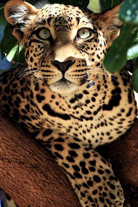 Porn photo escaping-menagerie:  funnywildlife:  Leopard: