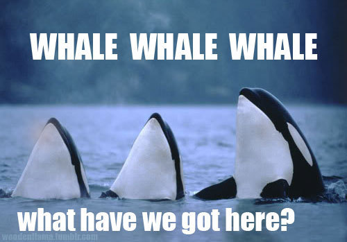 the-absolute-funniest-posts:  This is a cool blog to follow 