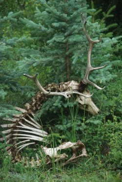   Beautiful in life, even more so in death. Took this picture last summer(2010) in Colorado. Right outside of a friends Cabin.  