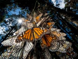 zabibia:  Millions of monarch butterflies travel to ancestral winter roosts in Mexico’s shrinking mountain fir forests. Surfing winds from southern Canada and the northern U.S., they travel thousands of miles, taking directional cues from the sun.