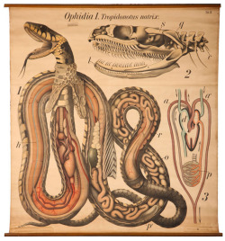 freakyfauna:  Snake Anatomy.Paul Pfurtscheller