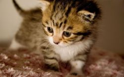 Pupils and Kittens