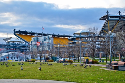 realuniquemedia:  Home of the Steelers