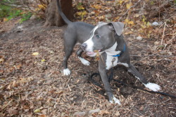 fuckyeahpitbullterriers:  Ready! 