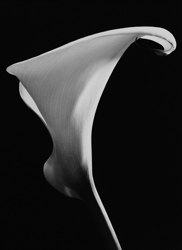 artchipel:  Vincent Vallarino - Calla #3, Millerton, New York (1971) 