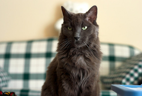 Bob The Cat, December, 2009 by Maggie Osterberg on Flickr.