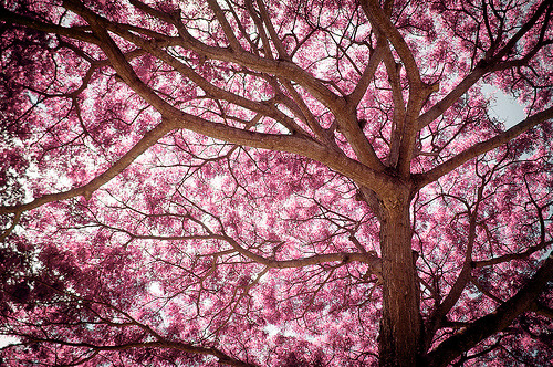 r0serade:  Nature. (by brenorodriguezoff) 