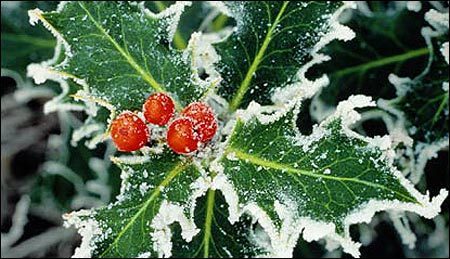 Mistletoe & Blowing Snow