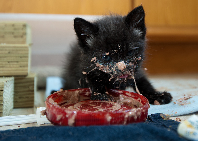 now bloody cats are after cum