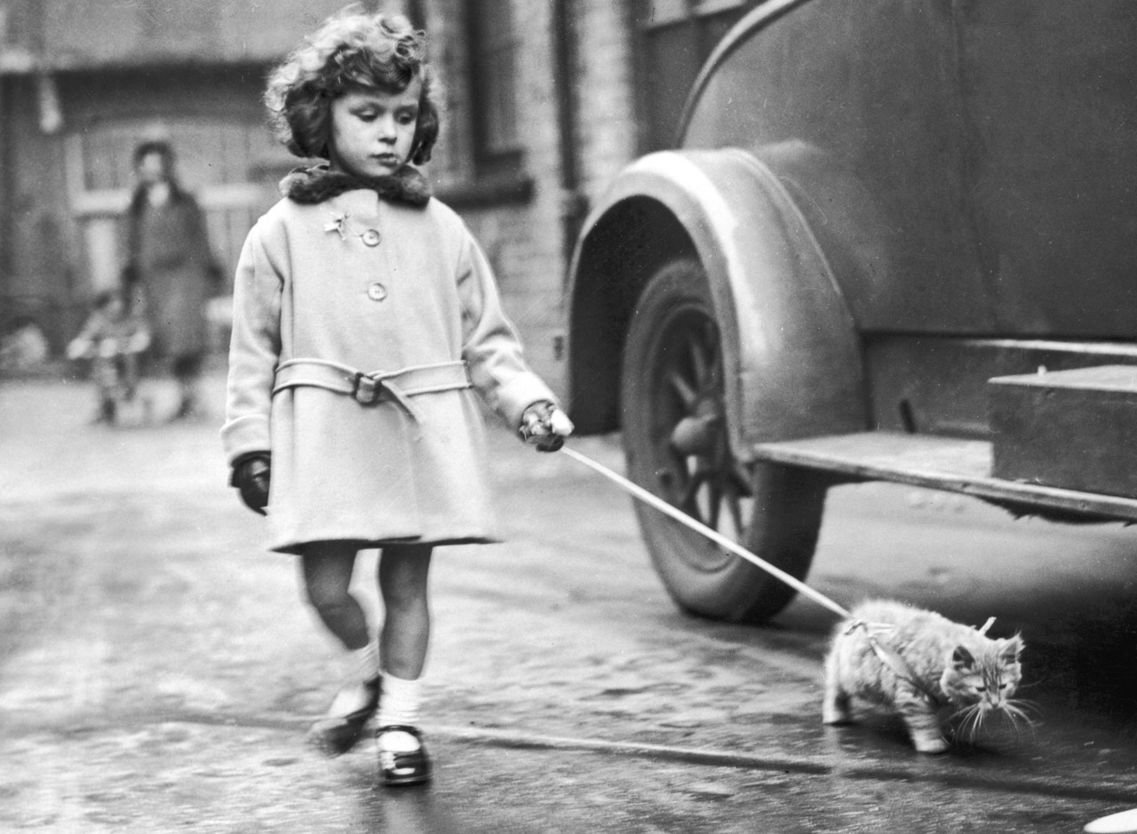 jutememo:  A young exhibitor arrives with her kitten on a lead at the National Cat