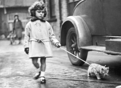 Jutememo:  A Young Exhibitor Arrives With Her Kitten On A Lead At The National Cat