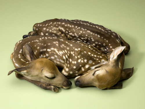 nunnery-blog:“I came upon twin fawns in the display case of a mom and pop toy and science store in k