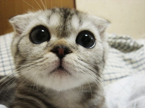 gawwh!