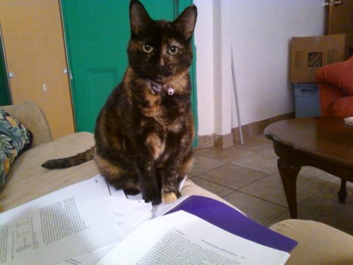 I just found Cats Hate Reading. Happy Friday! catshatereading:  Kombucha hates Marxist economics. Al