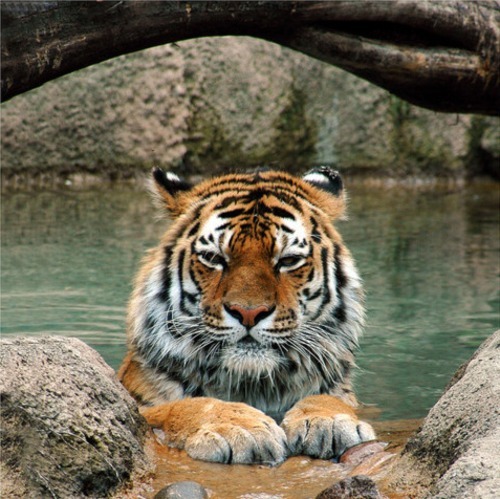 animals-animals-animals: Tiger Bathing (by Grufnik)